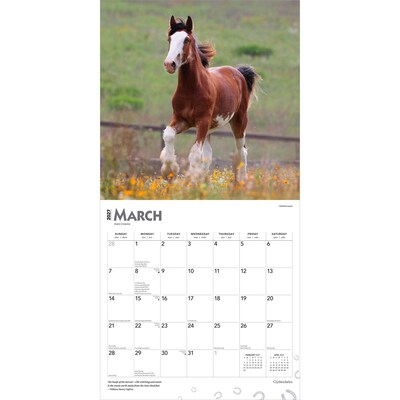 2027 BrownTrout Clydesdales 12" x 12" Monthly Wall Calendar (9798330711963)