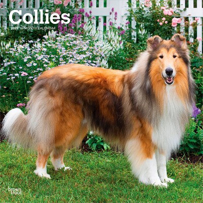 2027 BrownTrout Collies 12 x 12 Monthly Wall Calendar (9798330712373)