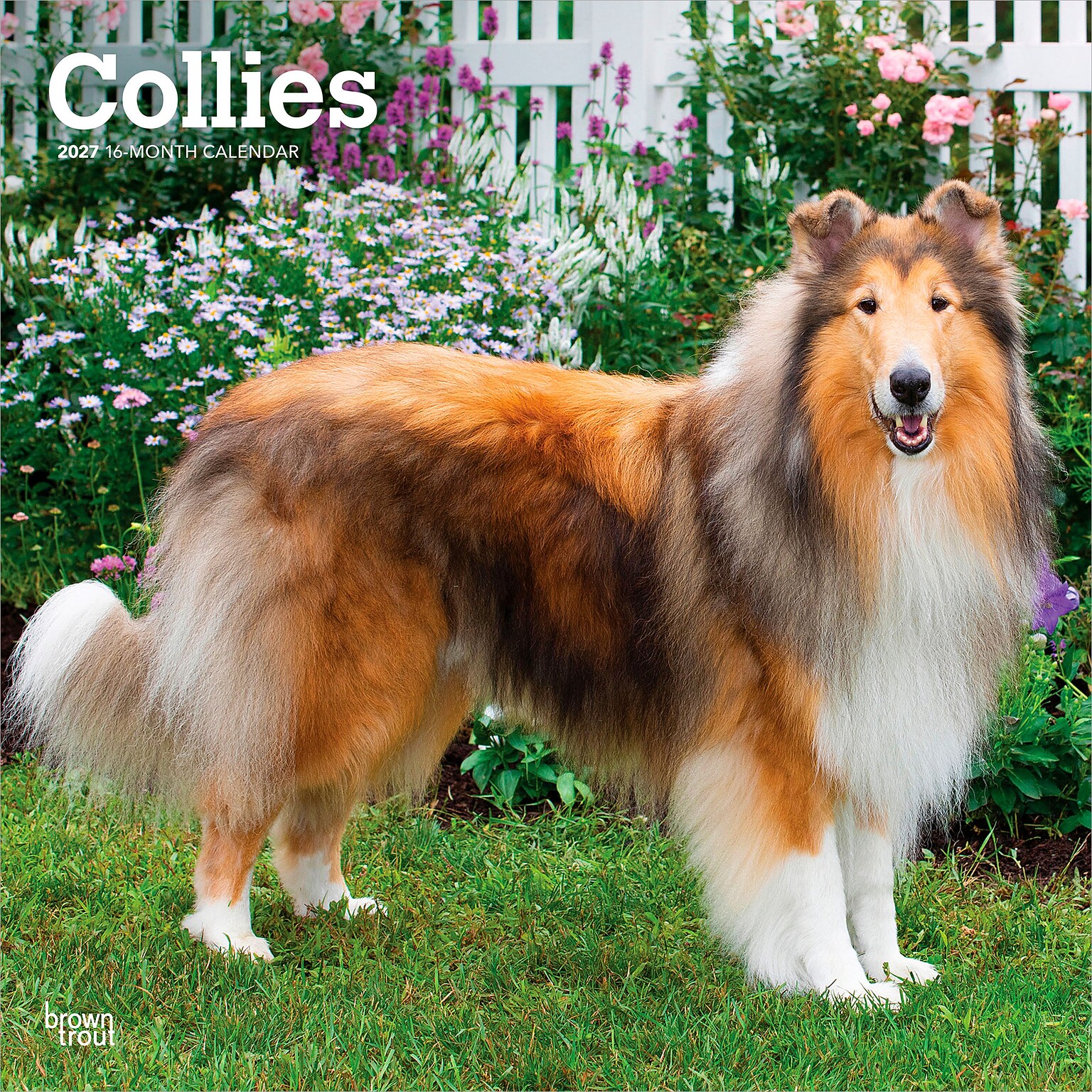 2027 BrownTrout Collies 12 x 12 Monthly Wall Calendar (9798330712373)