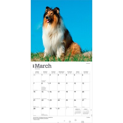 2027 BrownTrout Collies 12" x 12" Monthly Wall Calendar (9798330712373)