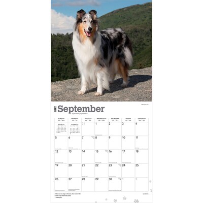 2027 BrownTrout Collies 12" x 12" Monthly Wall Calendar (9798330712373)
