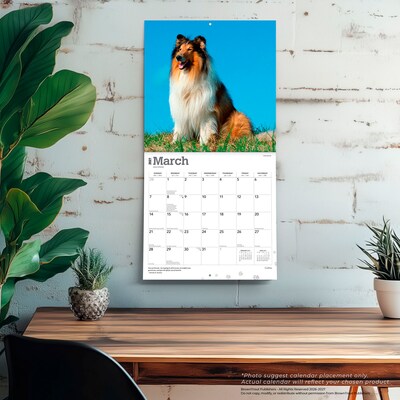 2027 BrownTrout Collies 12" x 12" Monthly Wall Calendar (9798330712373)