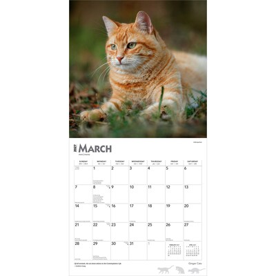 2027 BrownTrout Ginger Cats 12" x 12" Monthly Wall Calendar (9798330711789)