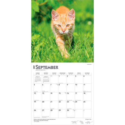 2027 BrownTrout Ginger Cats 12" x 12" Monthly Wall Calendar (9798330711789)