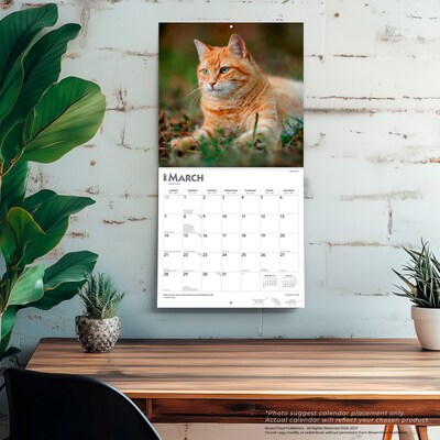 2027 BrownTrout Ginger Cats 12" x 12" Monthly Wall Calendar (9798330711789)