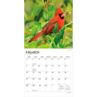 2027 BrownTrout Cardinals 12" x 12" Monthly Wall Calendar (9798330712038)