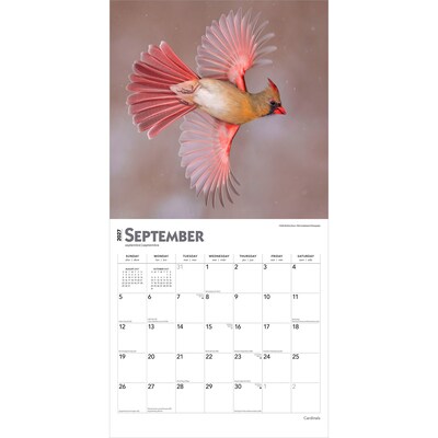 2027 BrownTrout Cardinals 12" x 12" Monthly Wall Calendar (9798330712038)