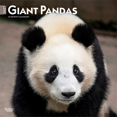 2027 BrownTrout Giant Pandas 12 x 12 Monthly Wall Calendar (9798330712045)