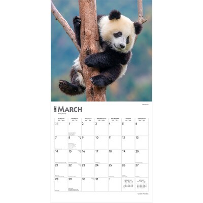 2027 BrownTrout Giant Pandas 12" x 12" Monthly Wall Calendar (9798330712045)