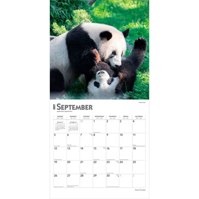 2027 BrownTrout Giant Pandas 12" x 12" Monthly Wall Calendar (9798330712045)