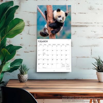2027 BrownTrout Giant Pandas 12" x 12" Monthly Wall Calendar (9798330712045)