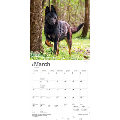 2027 BrownTrout German Shepherds 12" x 12" Monthly Wall Calendar (9798330712441)