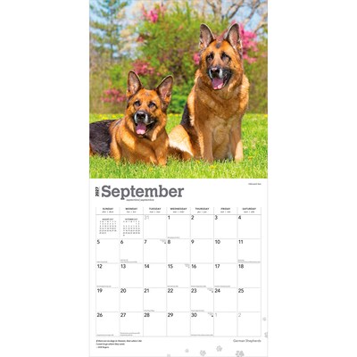 2027 BrownTrout German Shepherds 12" x 12" Monthly Wall Calendar (9798330712441)
