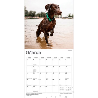 2027 BrownTrout German Shorthaired Pointers 12" x 12" Monthly Wall Calendar (9798330712458)