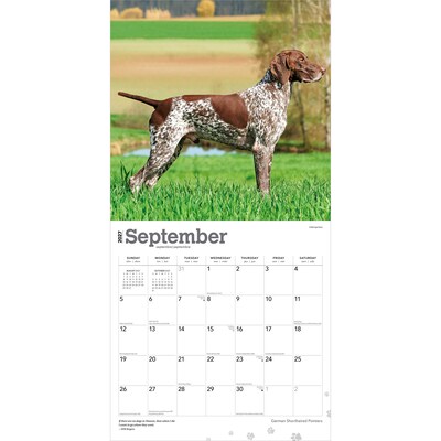 2027 BrownTrout German Shorthaired Pointers 12" x 12" Monthly Wall Calendar (9798330712458)