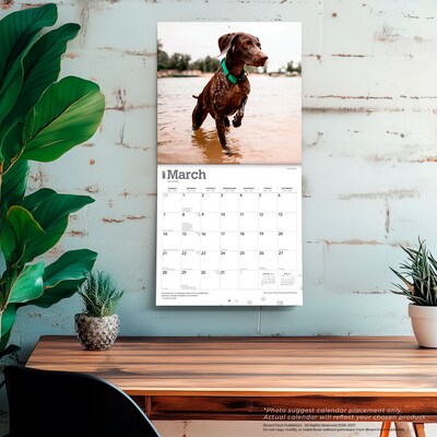 2027 BrownTrout German Shorthaired Pointers 12" x 12" Monthly Wall Calendar (9798330712458)
