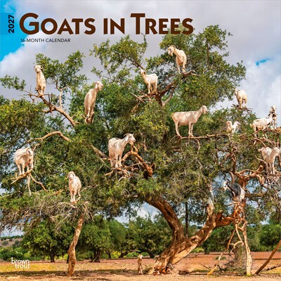 2027 BrownTrout Goats in Trees 12 x 12 Monthly Wall Calendar (9798330712052)