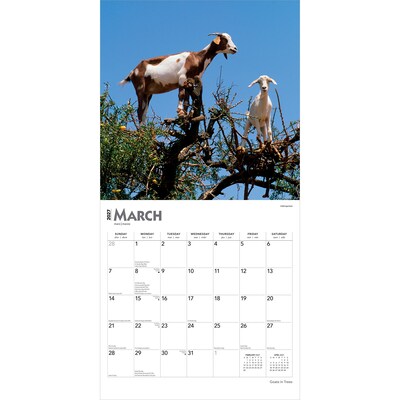 2027 BrownTrout Goats in Trees 12" x 12" Monthly Wall Calendar (9798330712052)