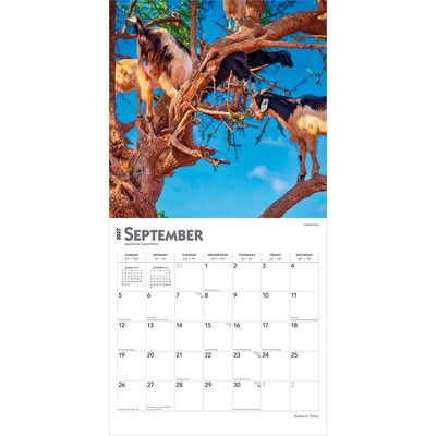 2027 BrownTrout Goats in Trees 12" x 12" Monthly Wall Calendar (9798330712052)
