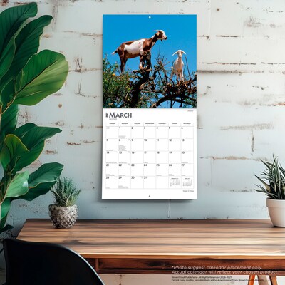 2027 BrownTrout Goats in Trees 12" x 12" Monthly Wall Calendar (9798330712052)
