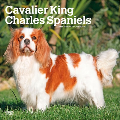 2027 BrownTrout Cavalier King Charles Spaniels 12 x 12 Monthly Wall Calendar (9798330714148)