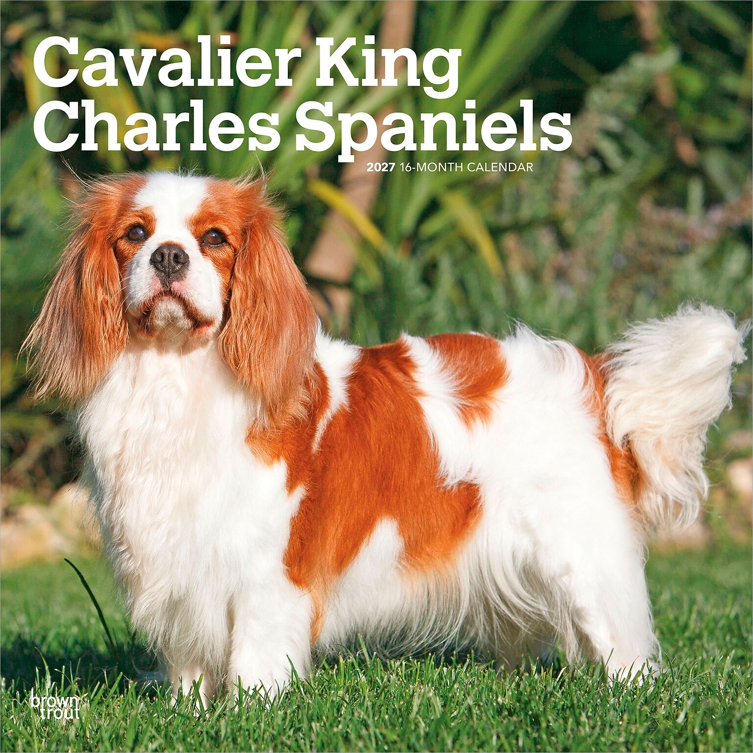 2027 BrownTrout Cavalier King Charles Spaniels 12 x 12 Monthly Wall Calendar (9798330714148)