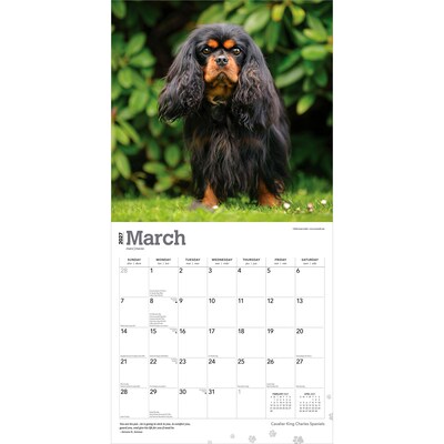 2027 BrownTrout Cavalier King Charles Spaniels 12" x 12" Monthly Wall Calendar (9798330714148)