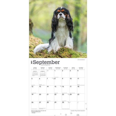 2027 BrownTrout Cavalier King Charles Spaniels 12" x 12" Monthly Wall Calendar (9798330714148)