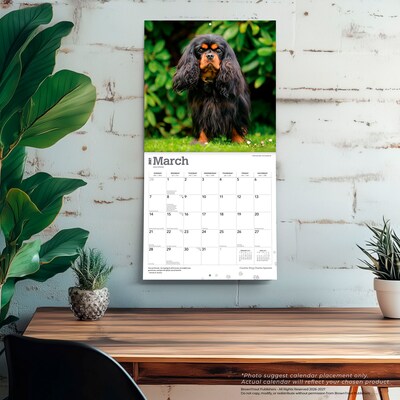 2027 BrownTrout Cavalier King Charles Spaniels 12" x 12" Monthly Wall Calendar (9798330714148)