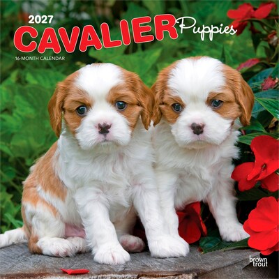2027 BrownTrout Cavalier King Charles Spaniel Puppies 12 x 12 Monthly Wall Calendar (9798330714131)