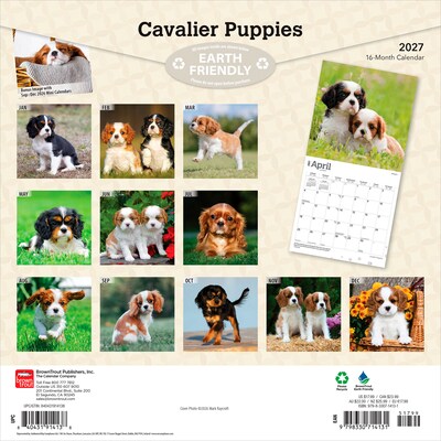 2027 BrownTrout Cavalier King Charles Spaniel Puppies 12 x 12 Monthly Wall Calendar (9798330714131)
