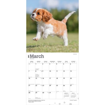 2027 BrownTrout Cavalier King Charles Spaniel Puppies 12" x 12" Monthly Wall Calendar (9798330714131)
