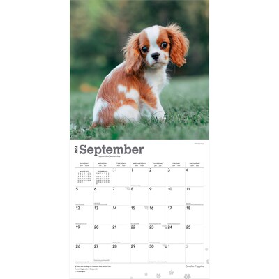 2027 BrownTrout Cavalier King Charles Spaniel Puppies 12" x 12" Monthly Wall Calendar (9798330714131)