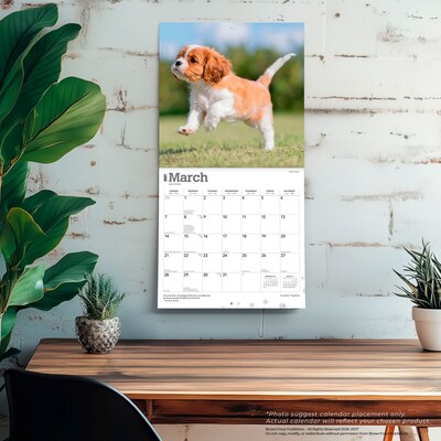 2027 BrownTrout Cavalier King Charles Spaniel Puppies 12" x 12" Monthly Wall Calendar (9798330714131)