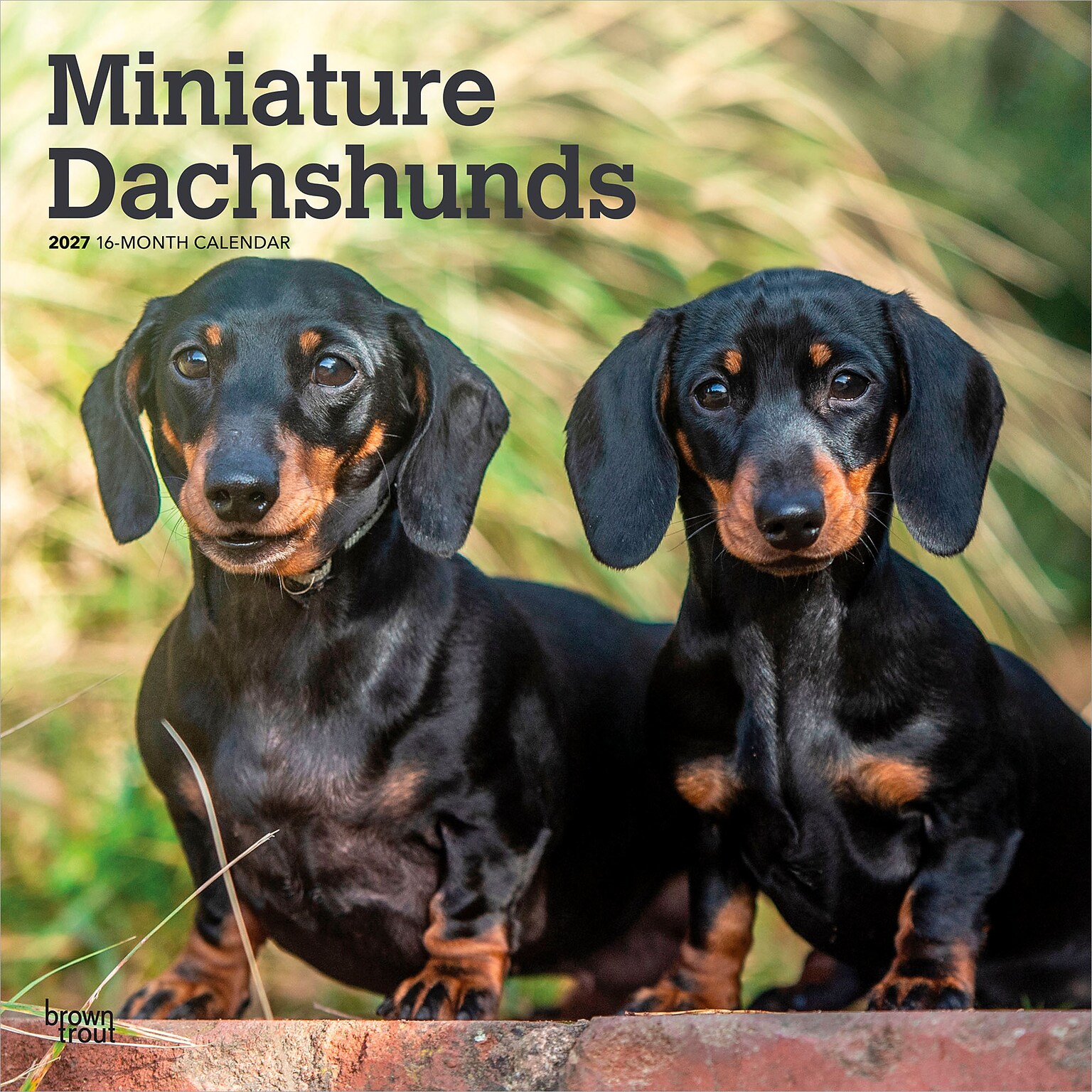 2027 BrownTrout Miniature Dachshunds 12 x 12 Monthly Wall Calendar (9798330712403)