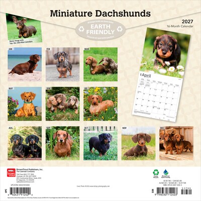 2027 BrownTrout Miniature Dachshunds 12 x 12 Monthly Wall Calendar (9798330712403)