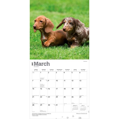 2027 BrownTrout Miniature Dachshunds 12" x 12" Monthly Wall Calendar (9798330712403)