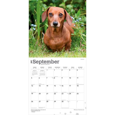 2027 BrownTrout Miniature Dachshunds 12" x 12" Monthly Wall Calendar (9798330712403)
