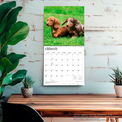 2027 BrownTrout Miniature Dachshunds 12" x 12" Monthly Wall Calendar (9798330712403)