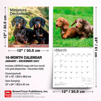 2027 BrownTrout Miniature Dachshunds 12" x 12" Monthly Wall Calendar (9798330712403)