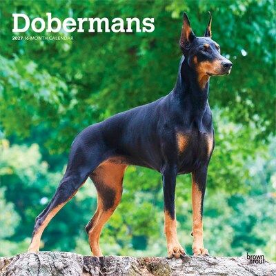 2027 BrownTrout Dobermans 12 x 12 Monthly Wall Calendar (9798330712410)