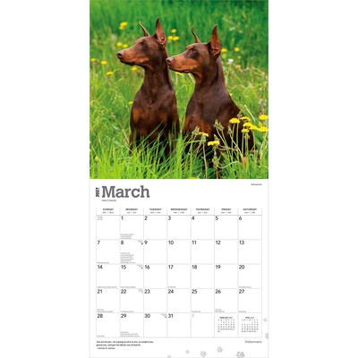 2027 BrownTrout Dobermans 12" x 12" Monthly Wall Calendar (9798330712410)
