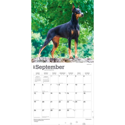 2027 BrownTrout Dobermans 12" x 12" Monthly Wall Calendar (9798330712410)