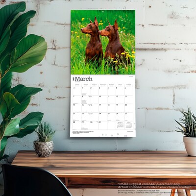 2027 BrownTrout Dobermans 12" x 12" Monthly Wall Calendar (9798330712410)