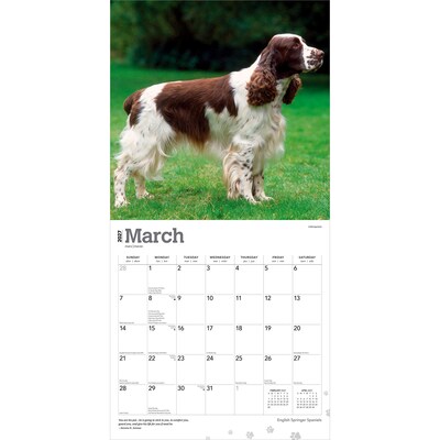 2027 BrownTrout English Springer Spaniels 12" x 12" Monthly Wall Calendar (9798330712427)