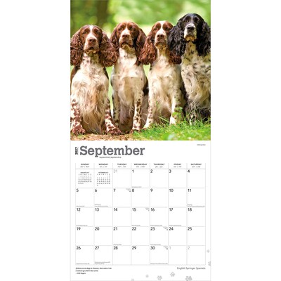 2027 BrownTrout English Springer Spaniels 12" x 12" Monthly Wall Calendar (9798330712427)