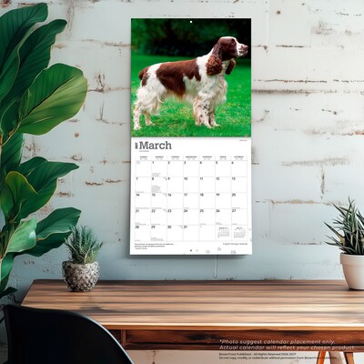 2027 BrownTrout English Springer Spaniels 12" x 12" Monthly Wall Calendar (9798330712427)