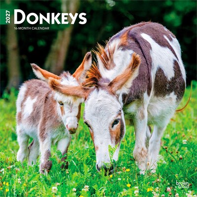 2027 BrownTrout Donkeys 12 x 12 Monthly Wall Calendar (9798330711895)