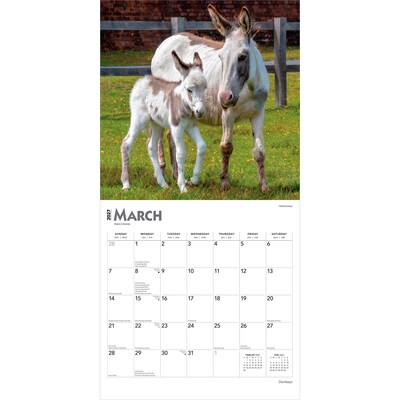 2027 BrownTrout Donkeys 12" x 12" Monthly Wall Calendar (9798330711895)