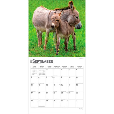 2027 BrownTrout Donkeys 12" x 12" Monthly Wall Calendar (9798330711895)